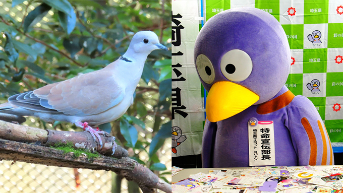 「埼玉の皆さん、大変です！」辛坊治郎、県鳥・シラコバト『絶滅危機』報道に衝撃