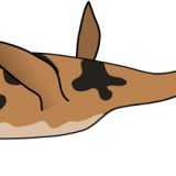 【フタバスズキリュウ】8500万年前に生息していた海生爬虫類です。学名フタバサウルス・スズキイ。 2018年、初めて発掘されてから50周年を迎えました。