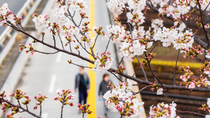 「卒業＝桜」のイメージは、いつごろできたの？