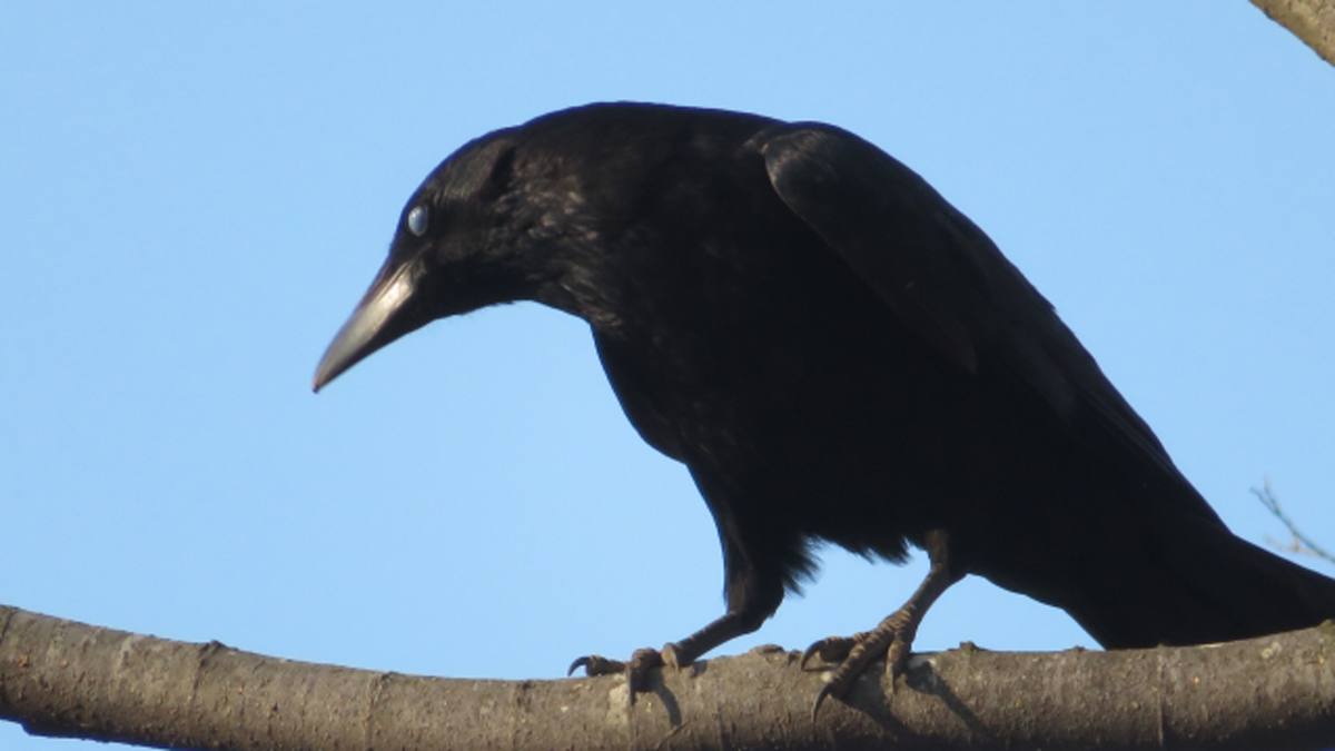 カラスがいなければ世の中は死骸であふれてしまう ニッポン放送 News Online