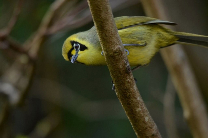 「鳥の研究」を30年も続けることになった理由　　鳥類学者・川上和人