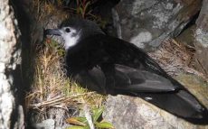 ハワイで発見された新種の鳥が小笠原にも生息していた奇跡