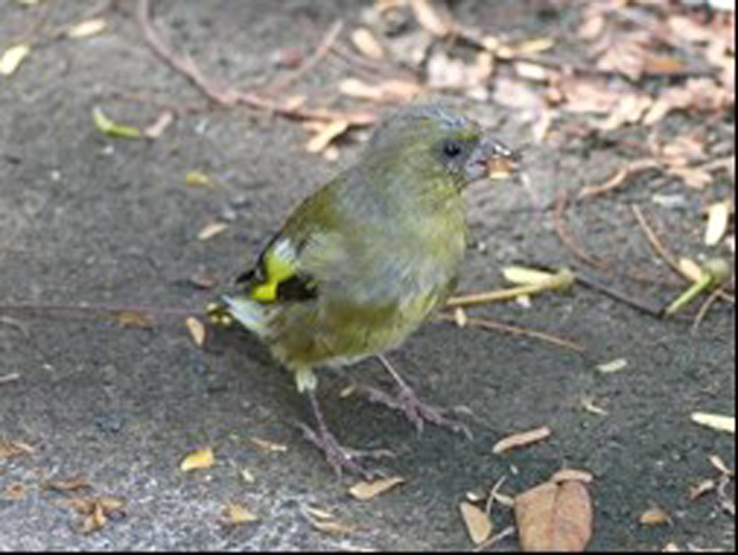 ハワイで発見された新種の鳥が小笠原にも生息していた奇跡