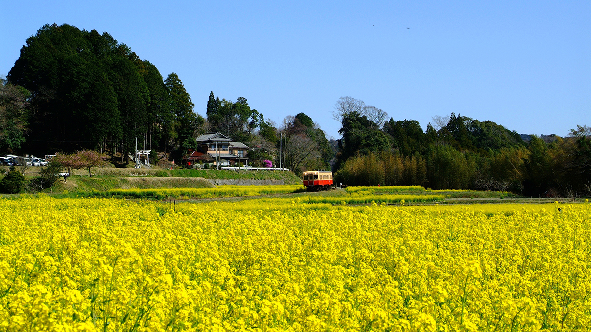 千葉 市原の 菜の花 を守るため 注目したのは 空き家 ニッポン放送 News Online