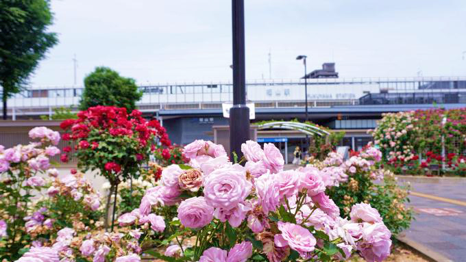 ばらの花咲く福山駅