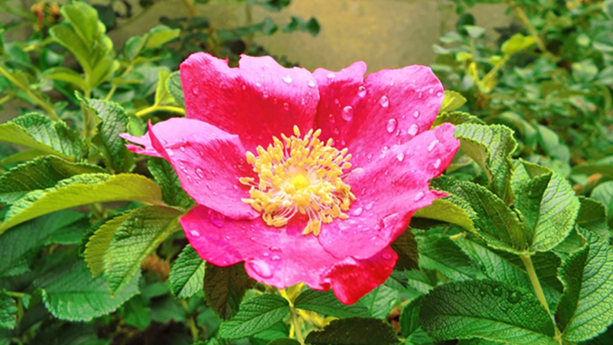 日本に自生する「野生のバラ」って、何種類くらいあるの？ – ニッポン