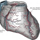 心臓を前から見た図。右冠動脈および左冠動脈の前部の下行枝を示す。 PD