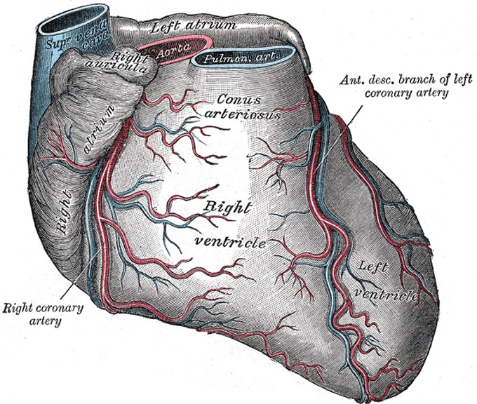 心臓を前から見た図。右冠動脈および左冠動脈の前部の下行枝を示す。 PD