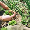 土用の時期に「土いじりがNG」なのはなぜ？