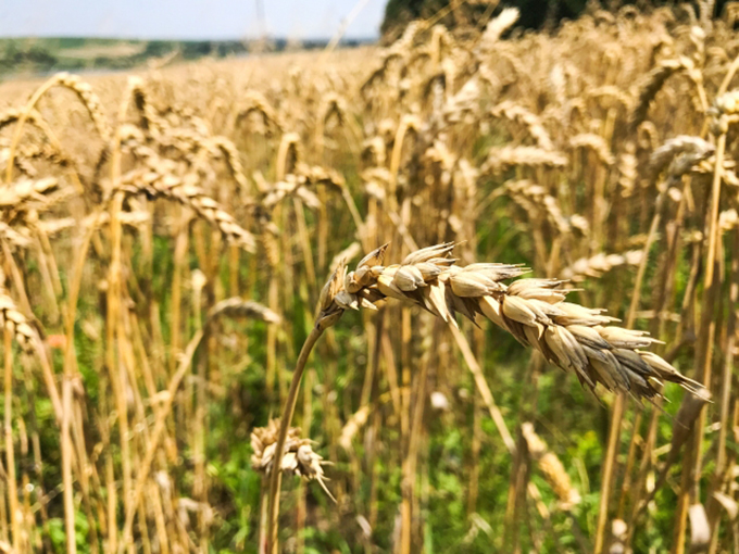 ウクライナからの小麦が入らず、第三世界の国々で「政情不安」が起こる可能性も