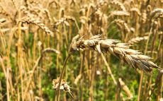 ウクライナからの小麦が入らず、第三世界の国々で「政情不安」が起こる可能性も