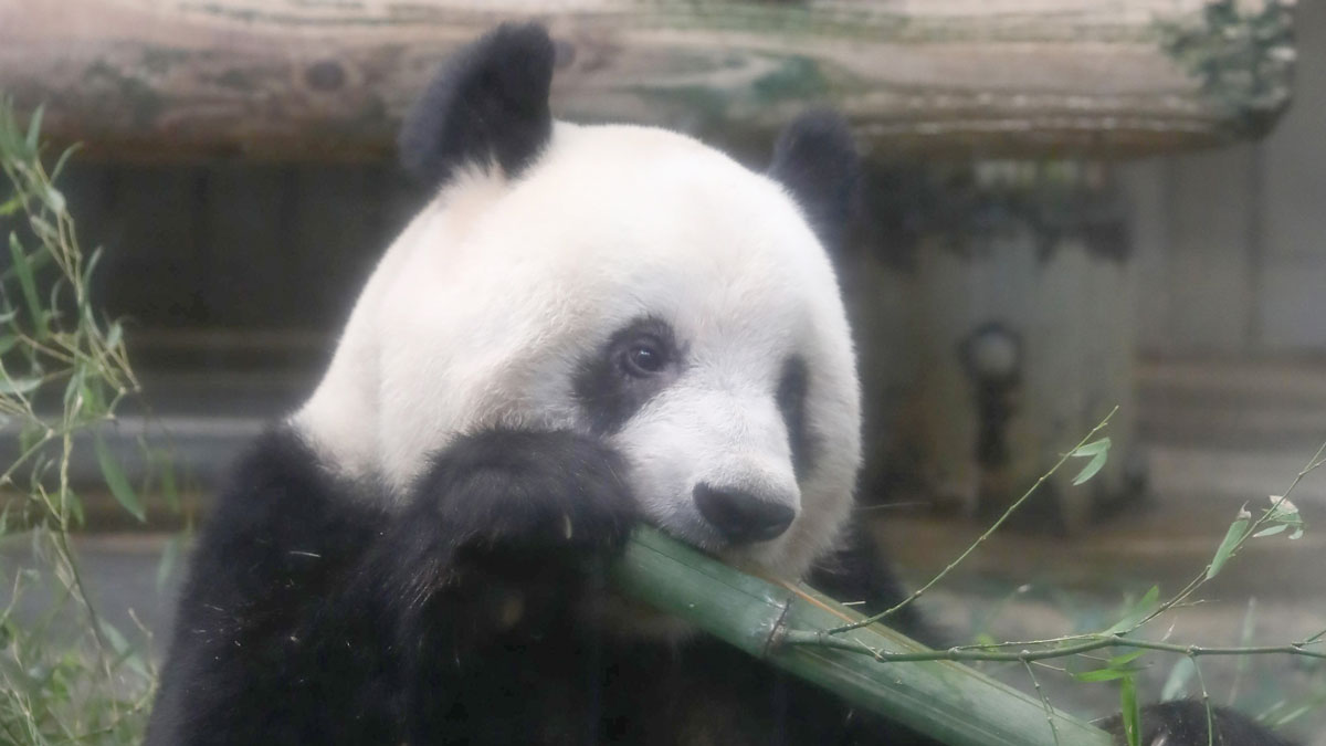 パンダは生まれてからどのくらいで「白黒のパンダ」になる