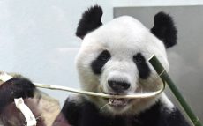 「アドベンチャーワールドがパンダ繁殖に成功した秘訣は、竹を食べ放題にしたから」辛坊治郎が解説