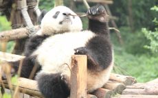 パンダの“しっぽ”は「白」？「黒」？ どっちだっけ？