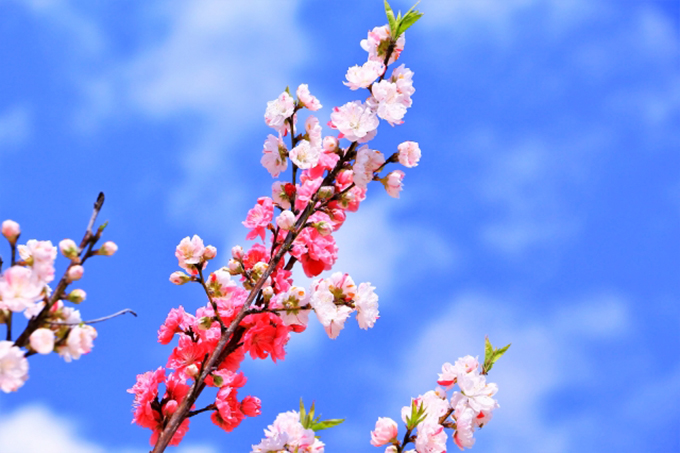 1本の木に「赤と白の花」が咲く「源平咲き」　なぜ起こるの？