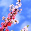 1本の木に「赤と白の花」が咲く「源平咲き」　なぜ起こるの？