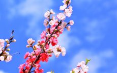 1本の木に「赤と白の花」が咲く「源平咲き」　なぜ起こるの？