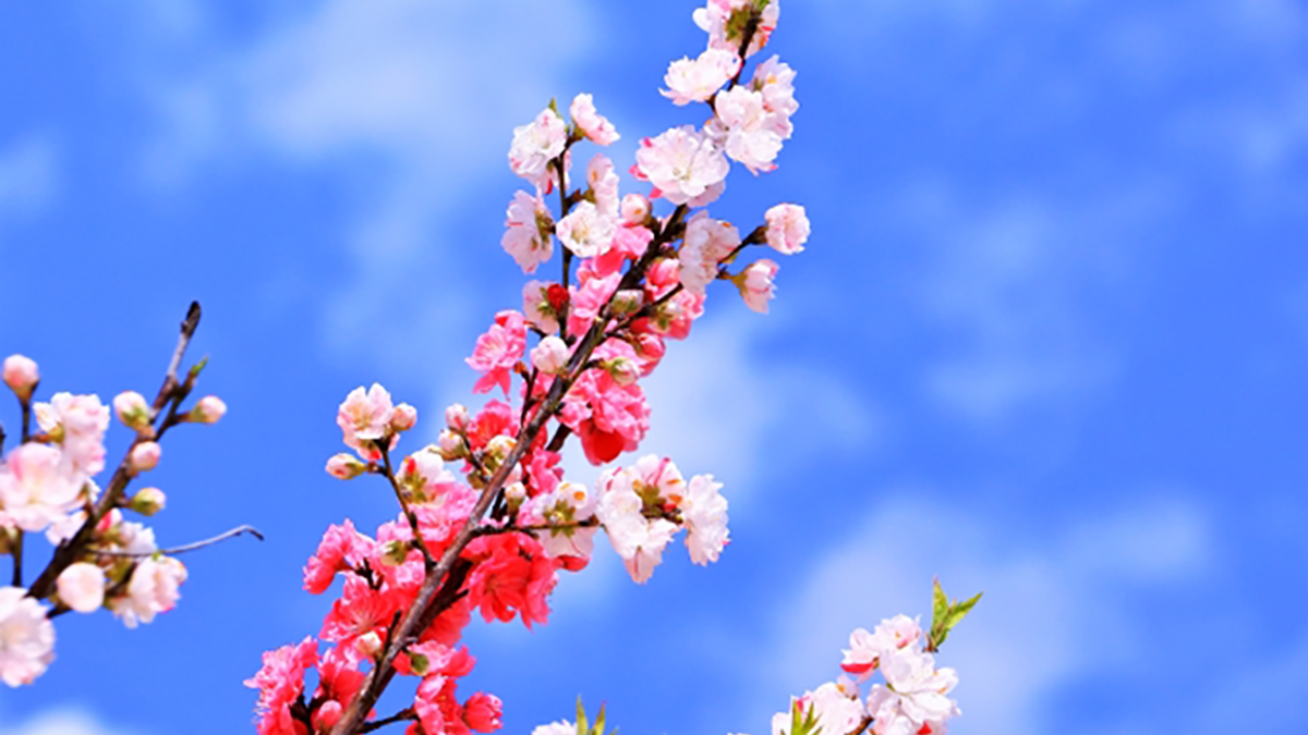 1本の木に「赤と白の花」が咲く「源平咲き」 なぜ起こるの ...