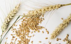 切り離して考えるべき「経済の問題」と「安全保障」　ウクライナ産穀物の通過容認したポーランド