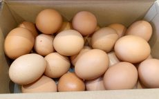 長引く鶏卵不足　「鳥インフルエンザだけの影響ではない」辛坊治郎が指摘