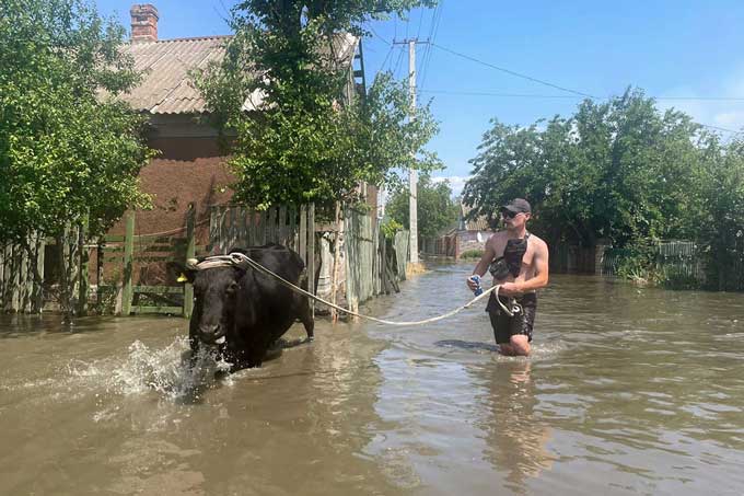 水浸しになったウクライナ南部ヘルソン市内で牛を避難させる男性＝2023年6月6日（共同）