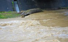 西日本豪雨から5年　増加する水害に備える特集ウィーク