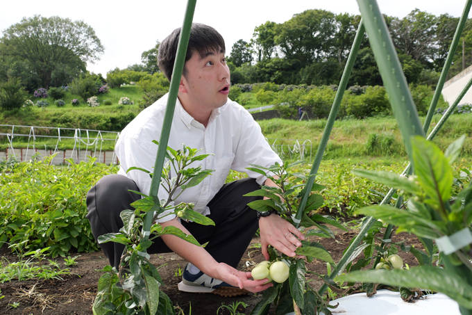 謎のフルーツ野菜「ペピーノ」とは？　神奈川県・東京農業大学にてランパンプスが潜入！