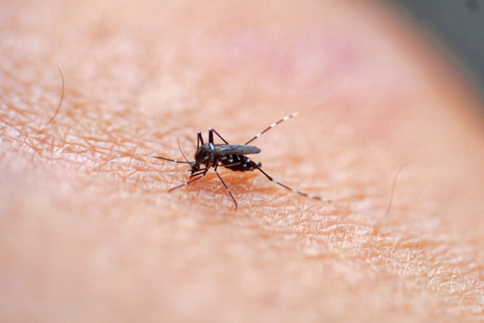 蚊を介して感染する「日本脳炎」や「デング熱」　注意することは？