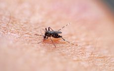 蚊を介して感染する「日本脳炎」や「デング熱」　注意することは？