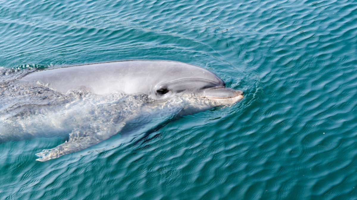 海水浴中の男性、イルカに衝突され重傷 「高見山の1.5倍の体重。けが