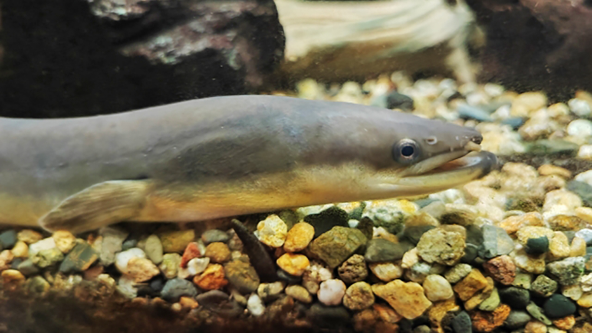 世界のウナギは「19種類」 そのうち「食用」は何種類? – ニッポン放送 NEWS ONLINE