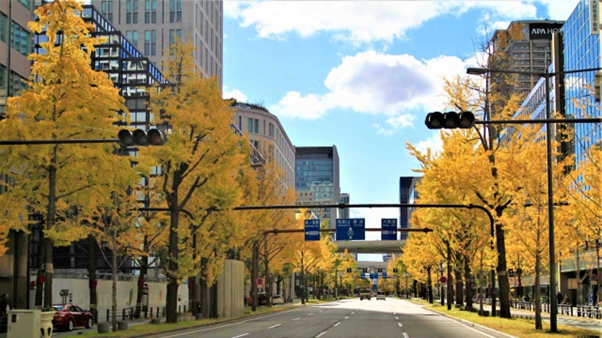 大阪・御堂筋の秋の訪れ 銀杏のにおいがなくなりつつある 「何か時代だ