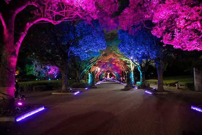 『花と光のムーブメント』が都立府中の森公園で開催　鮮やかなサンパチェンスと虹色カラーのライトアップで幻想的な世界を演出