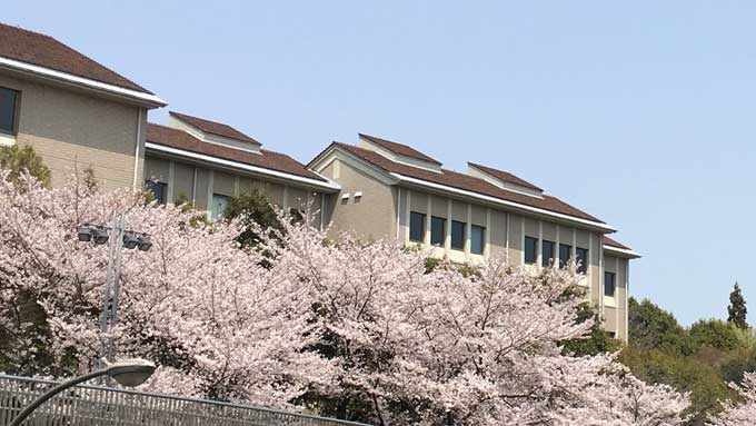東京都立大学と桜並木
