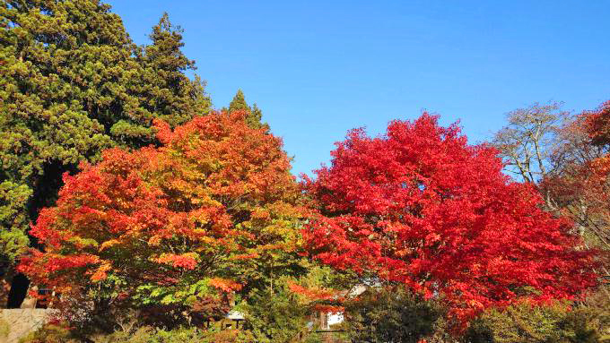 小淵沢・大滝湧水公園の紅葉