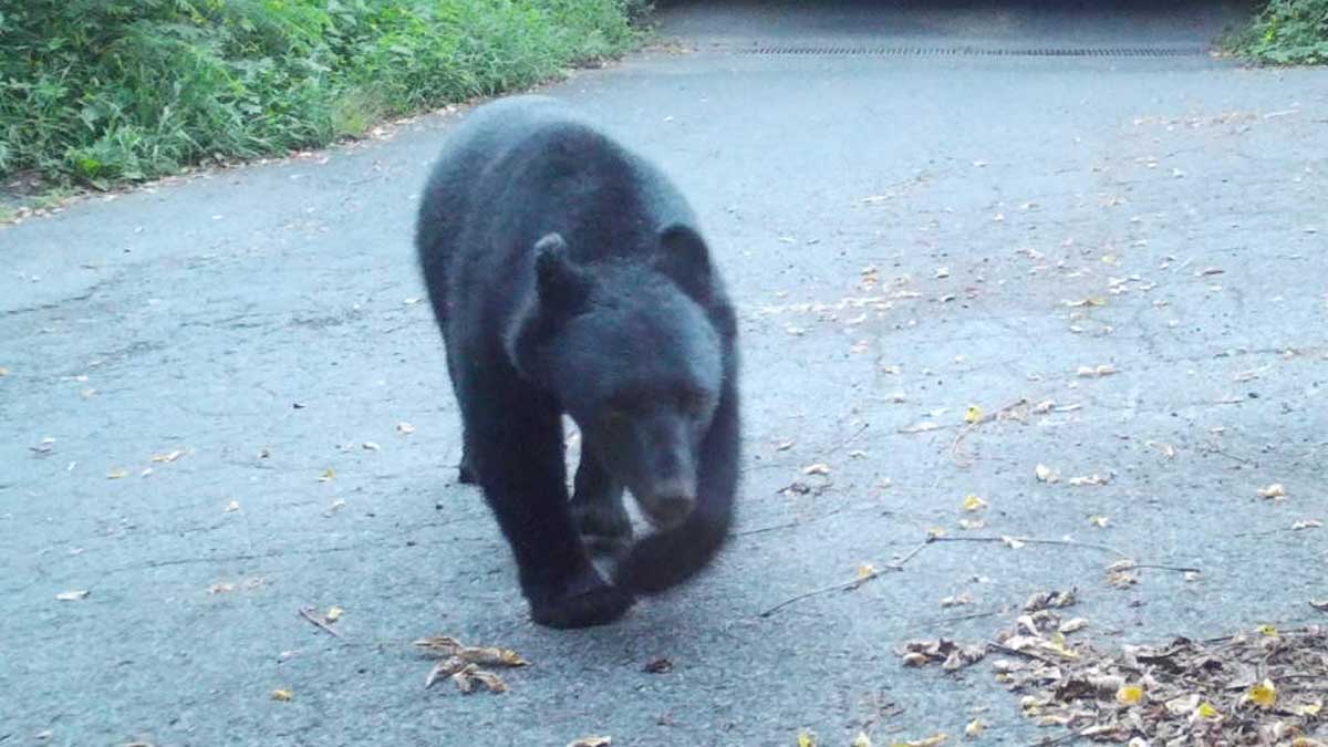 The Controversy of Bear Extermination: Jiro Shinbo’s Take on Policy Deviation