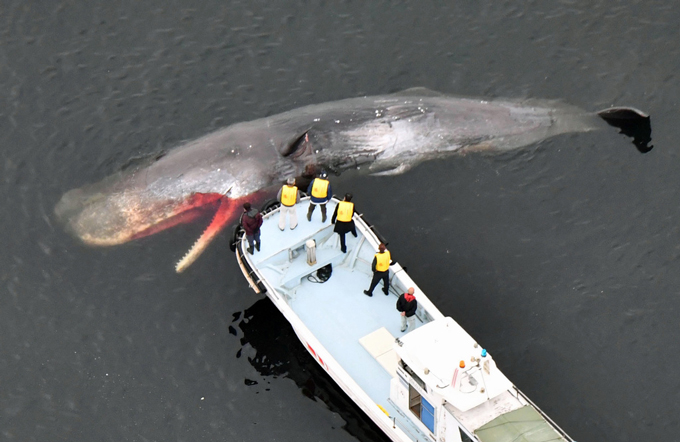 堺市の大阪湾内で漂流するクジラ。現地調査で死んでいるのが確認された＝2024年2月10日午前11時7分（共同通信社ヘリから）　写真提供：共同通信社