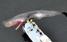 大阪湾のクジラ死ぬ　「万博会場の端に埋め、1年後に骨格標本作りイベントを」辛坊治郎が持論