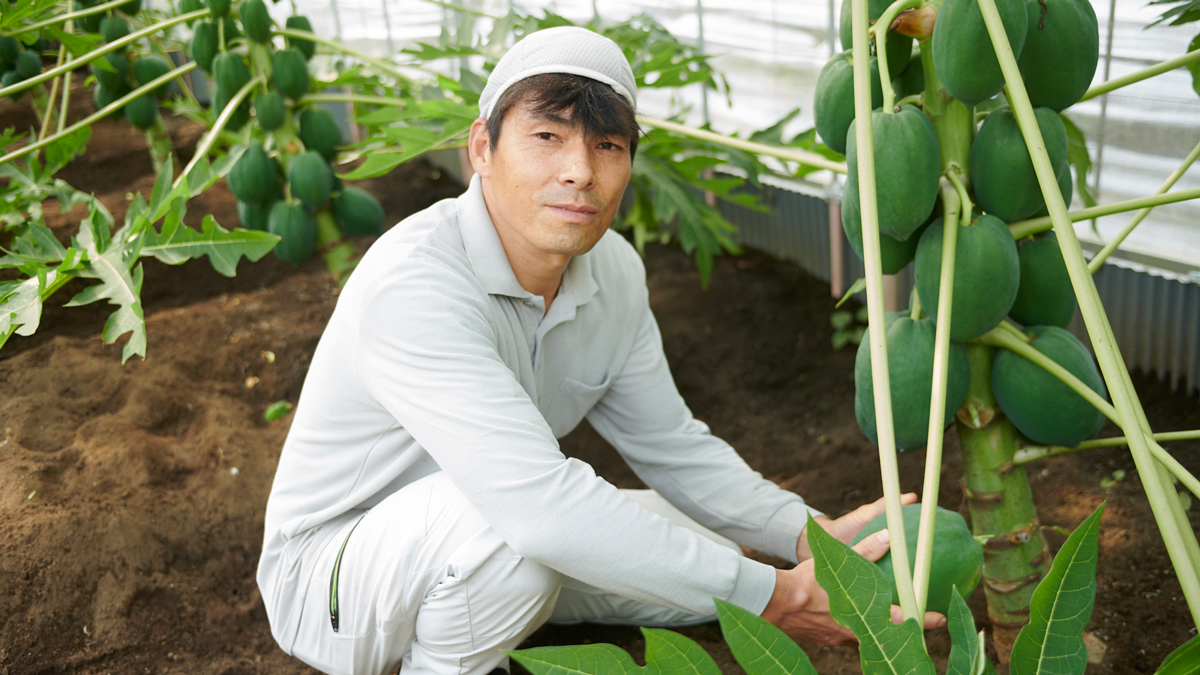家族の思い出の地・三宅島で青パパイヤ農家に「少しだけでも親孝行が