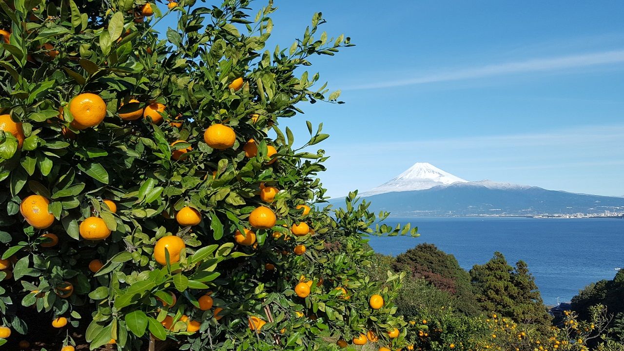 沼津市西浦地区のみかん山（画像提供：JAふじ伊豆）