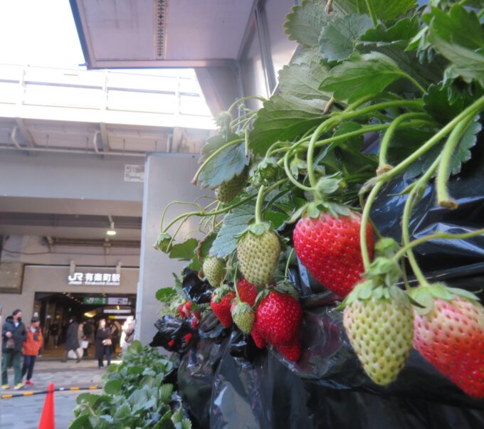 有楽町駅前でいちご狩り