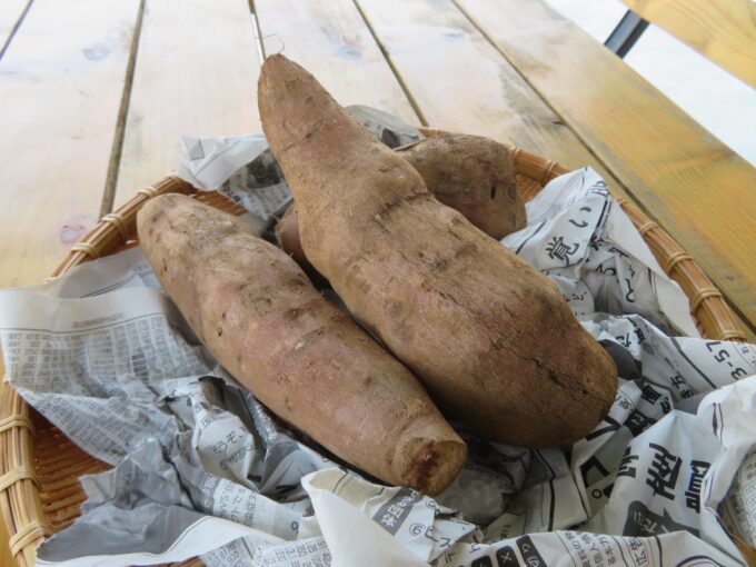 伊豆市の特産野菜「ヤーコン」　