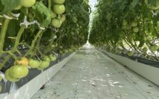 エンジニアリング会社が沖縄でトマトを栽培する理由