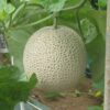 JA茨城旭村でアールスメロンの出荷始まる