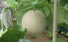 JA茨城旭村でアールスメロンの出荷始まる