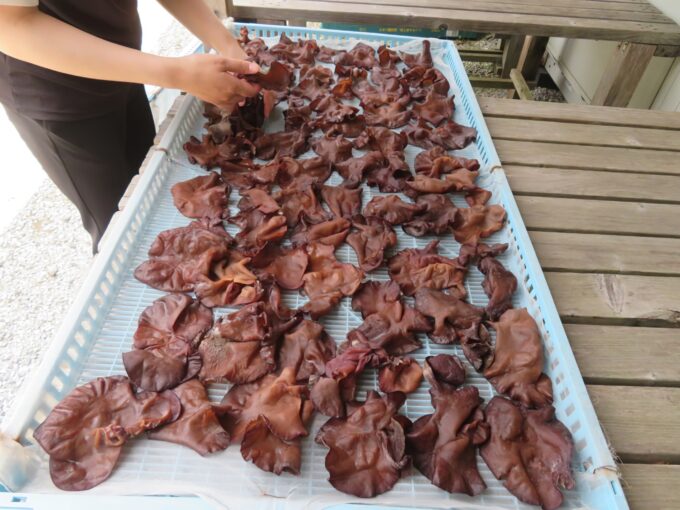 乾燥させるために並べられた生きくらげ
