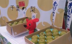 千葉なし出陣式　県知事が大田市場でPR
