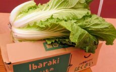 茨城で「秋冬白菜目揃え会」開催　今年の白菜は良い出来