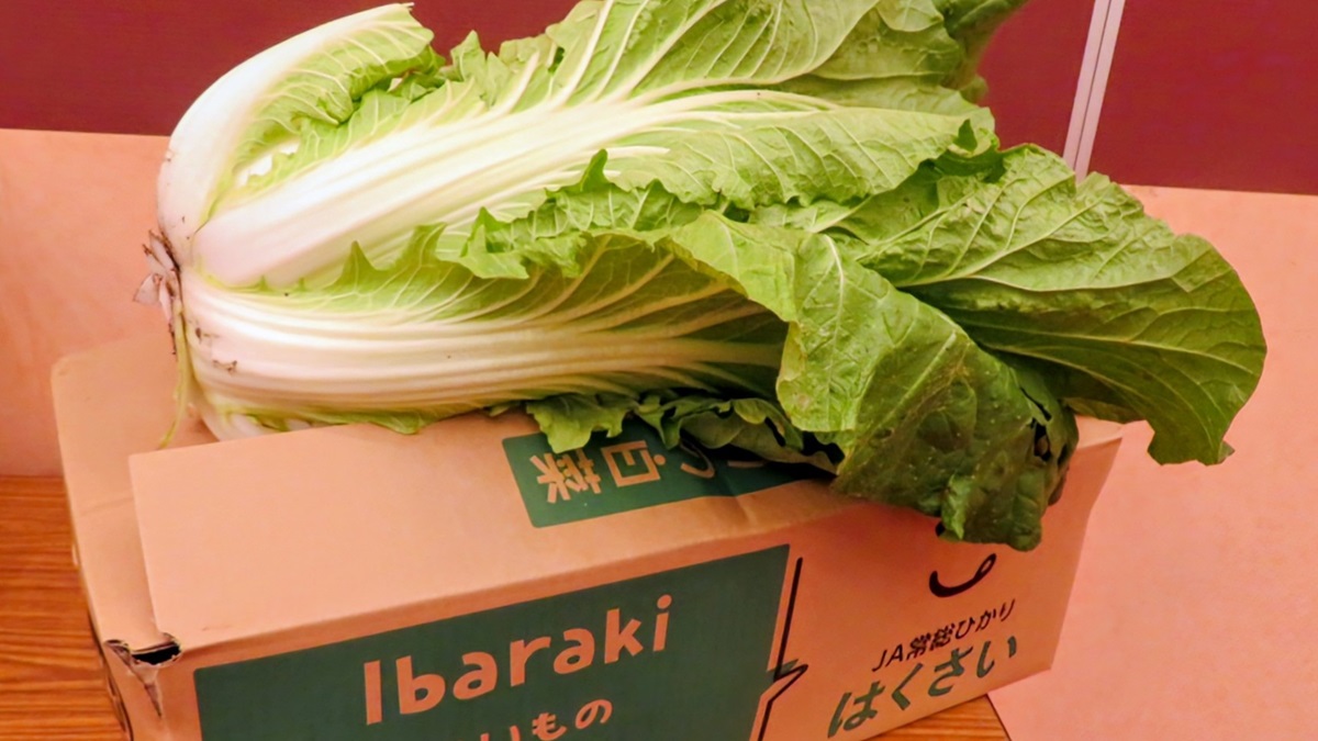 白菜 茨城で「秋冬白菜目揃え会」開催 今年の白菜は良い出来 – ニッポン放送
