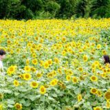 (C)2025映画「盤上の向日葵」製作委員会